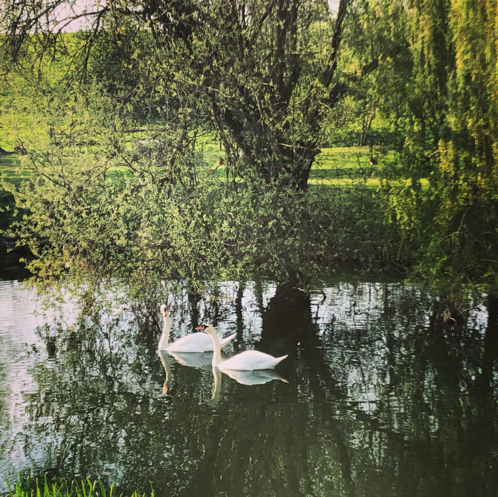 a tree in a pond