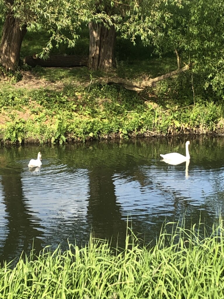 a pond with grass next to a body of water