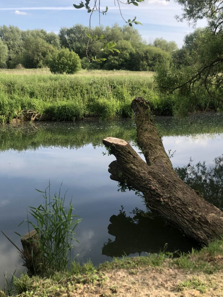 a body of water surrounded by trees