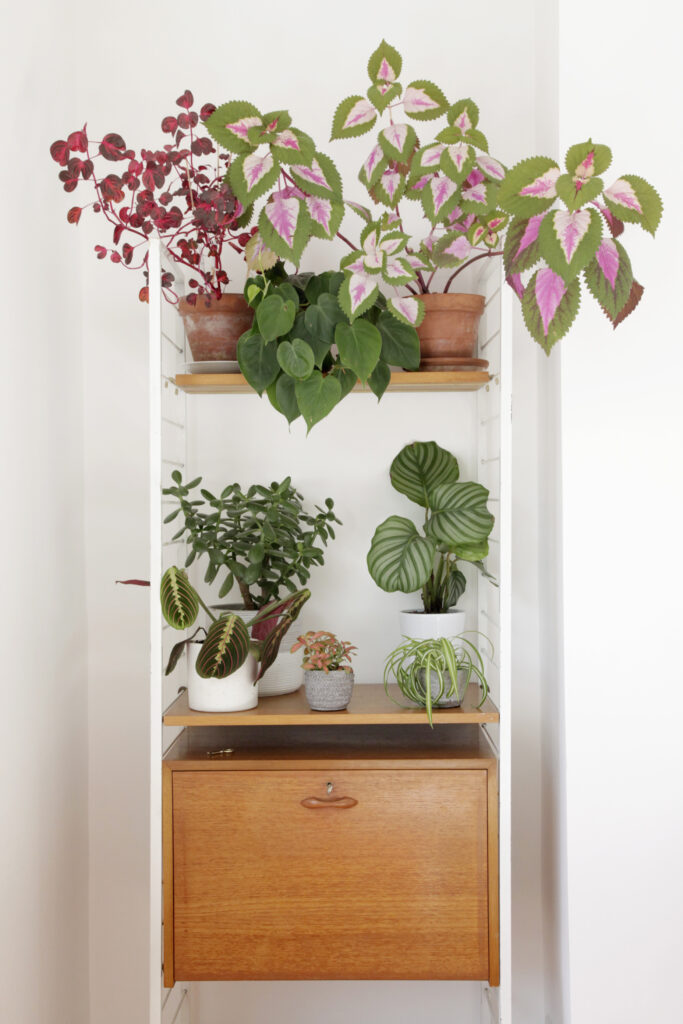 a vase of flowers on a table