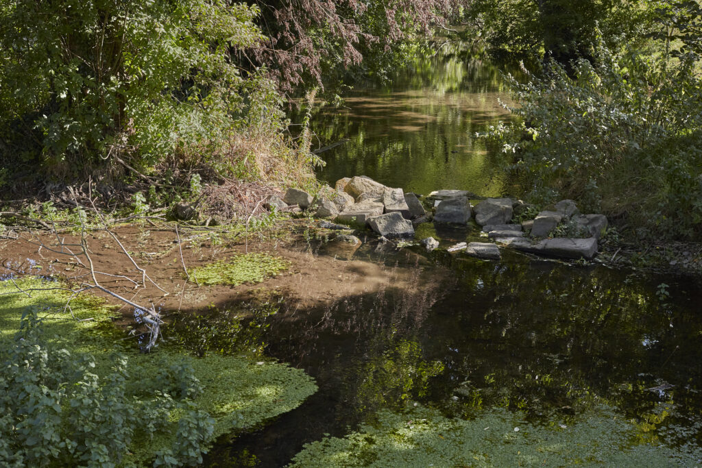a close up of a pond