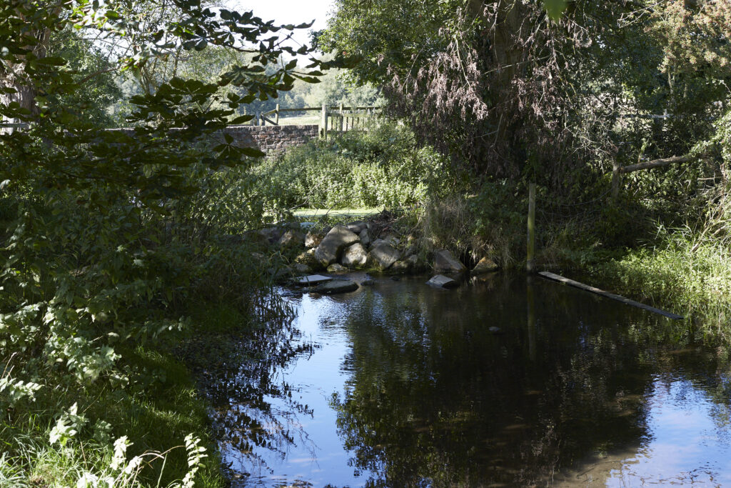 a body of water surrounded by trees