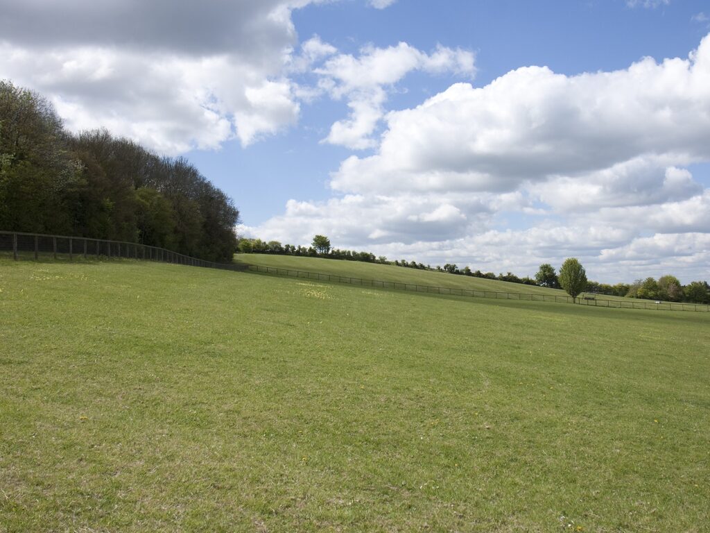 a person standing on a lush green field
