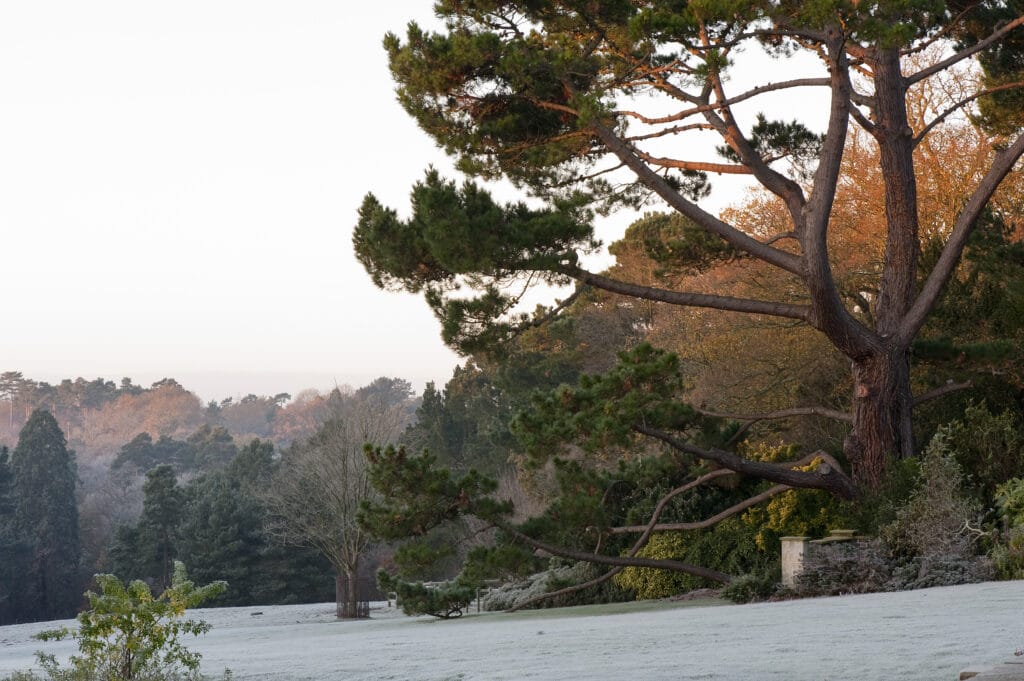 a tree with a mountain in the background