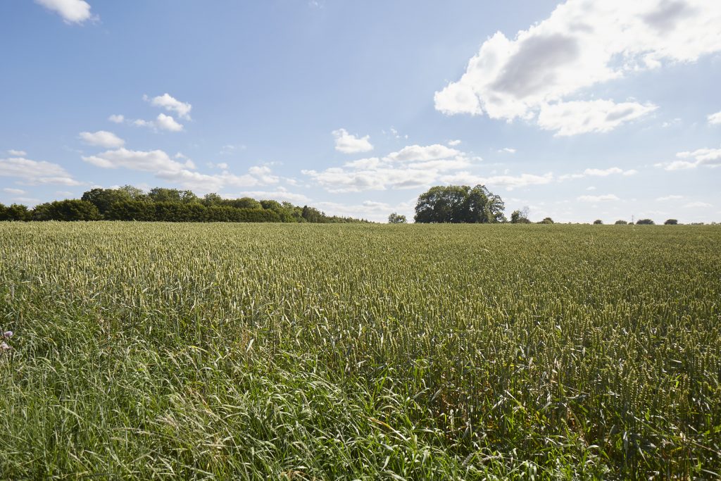 a large green field with trees in the background