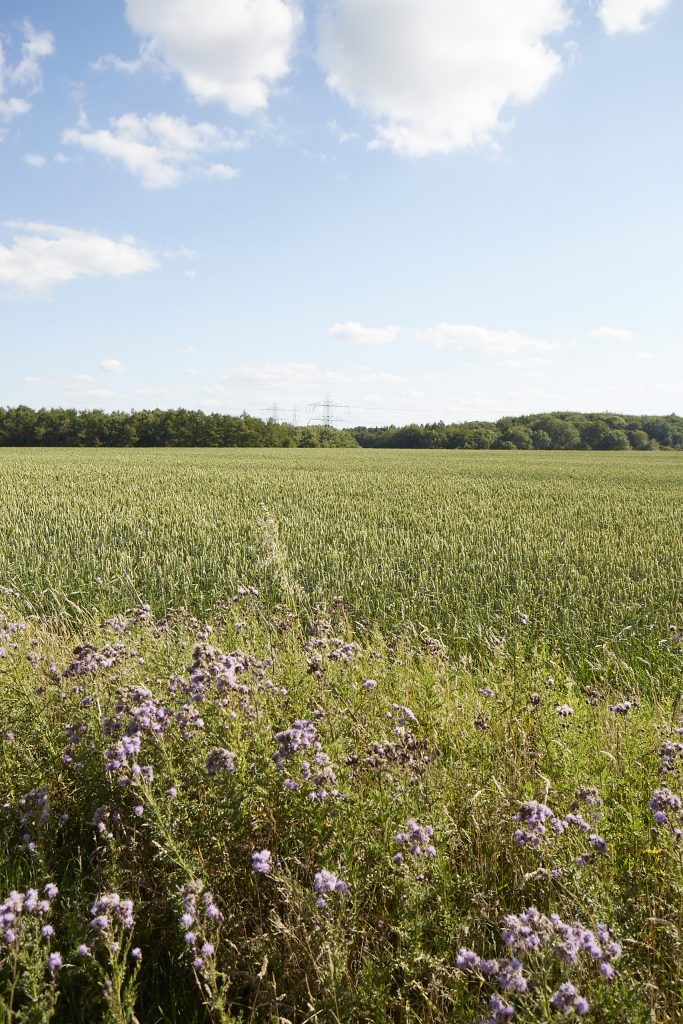 a large green field with trees in the background