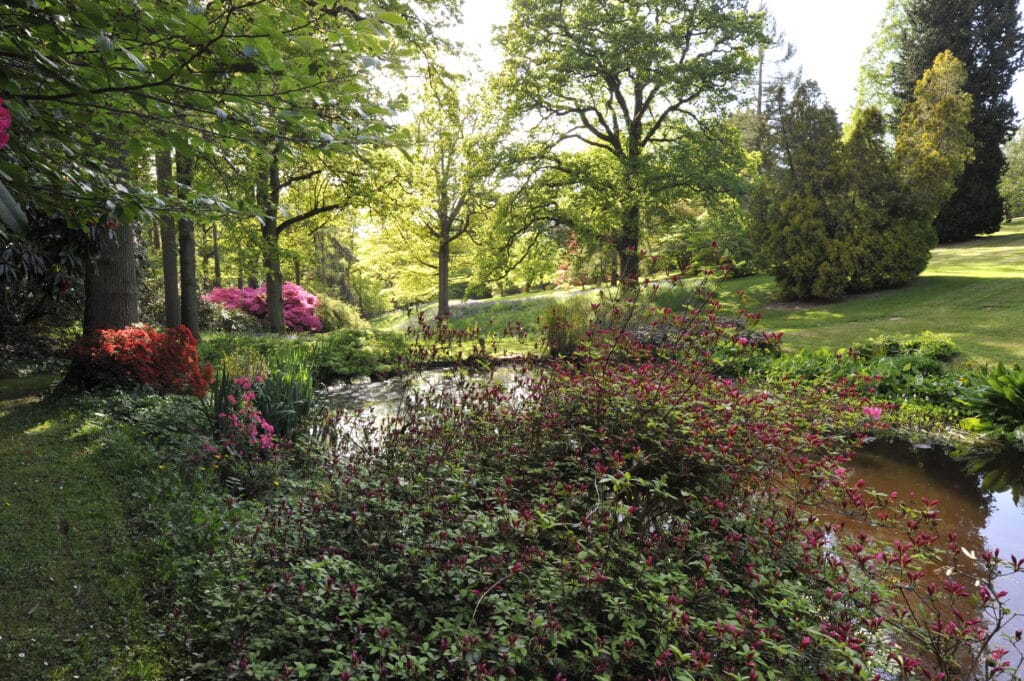 a close up of a flower garden