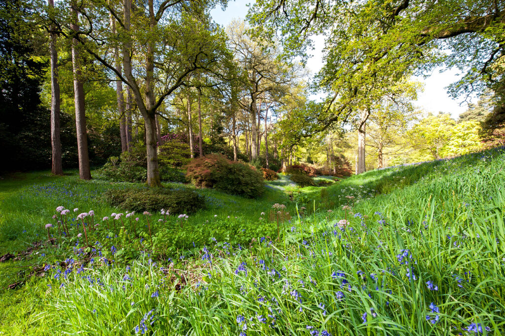 a tree in the middle of a lush green field