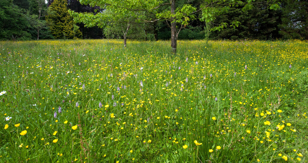 a flower that is in the middle of a field