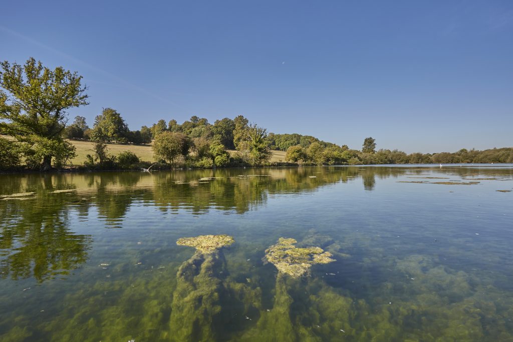a body of water surrounded by trees