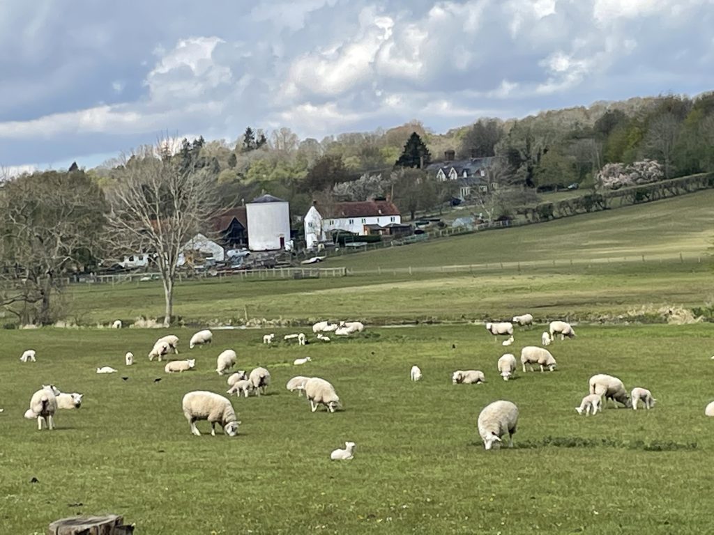 a herd of sheep standing on top of a grass covered field