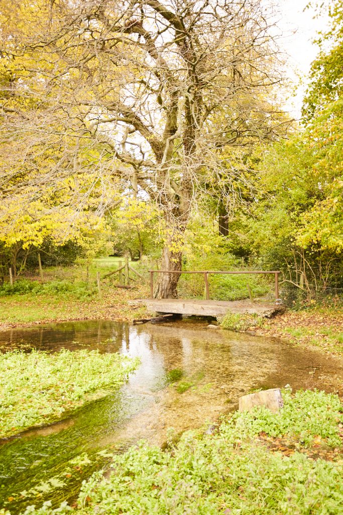a tree in the middle of a forest
