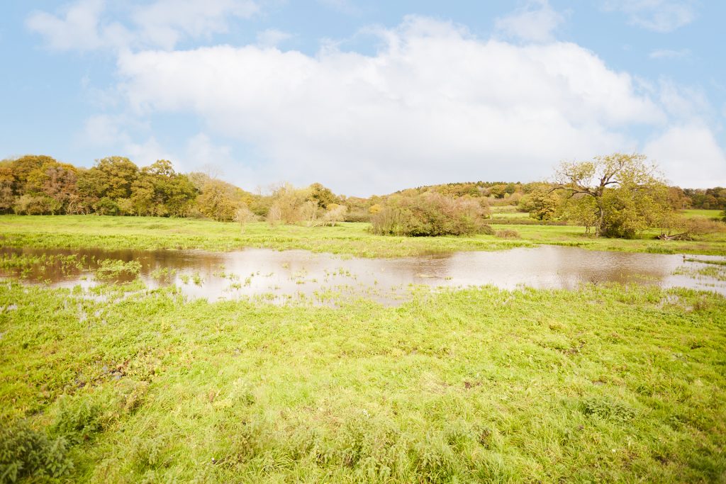 a close up of a lush green field