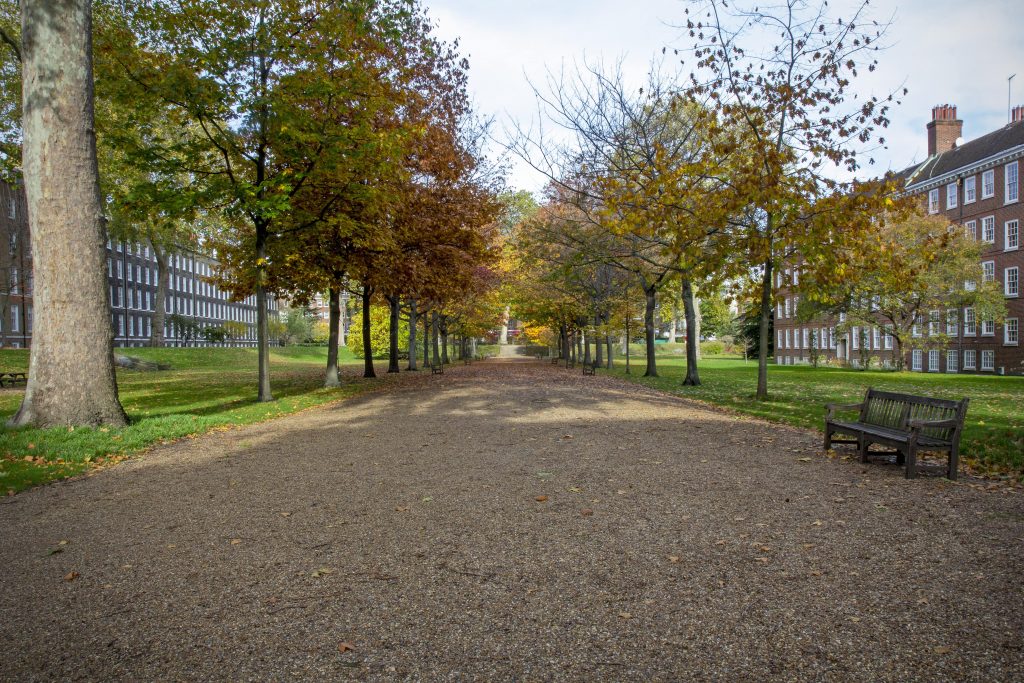 a path with trees on the side of a road