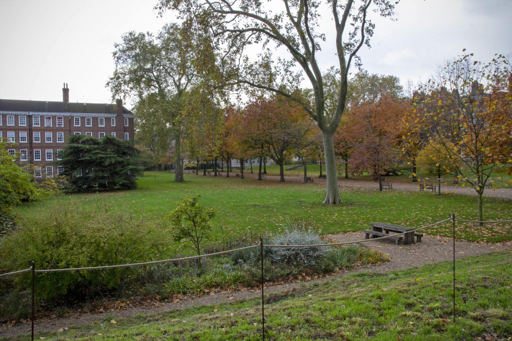 a tree in a fenced in area