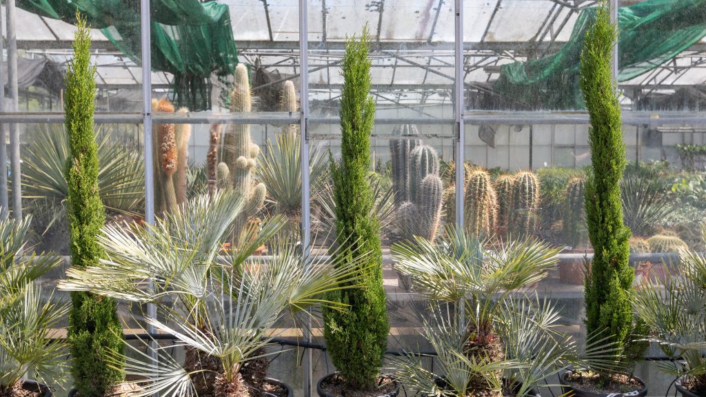 a plant in a garden