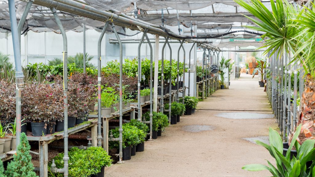 a plant in a garden