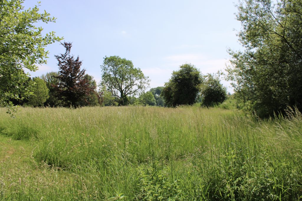 a large green field with trees in the background