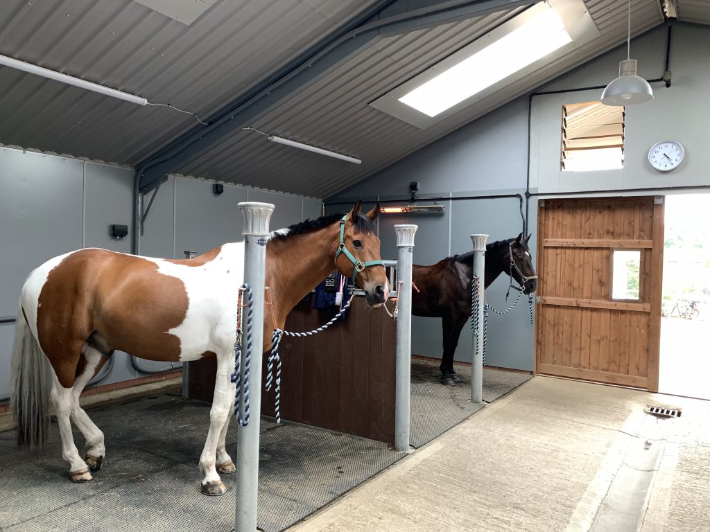 a horse standing in a room