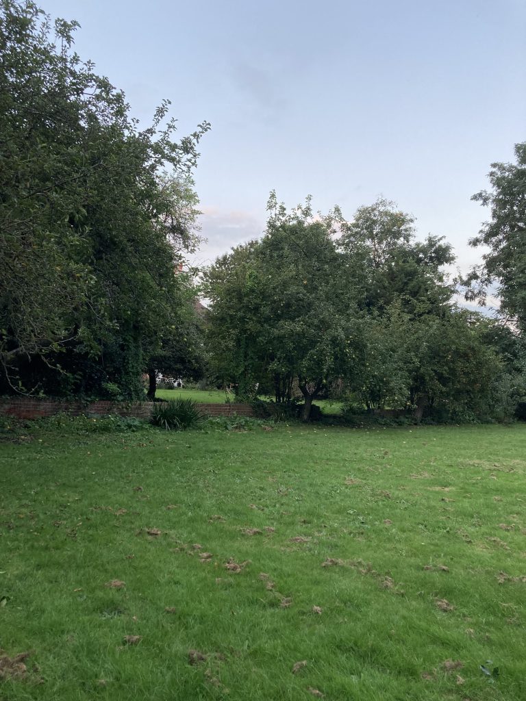 a tree in a grassy field