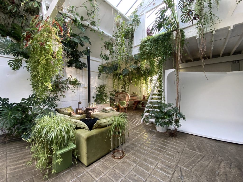 a plant in a garden
