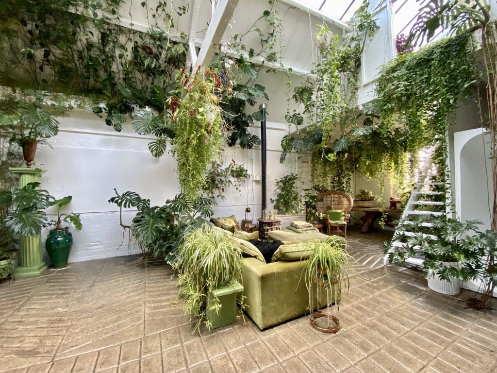a plant in a garden