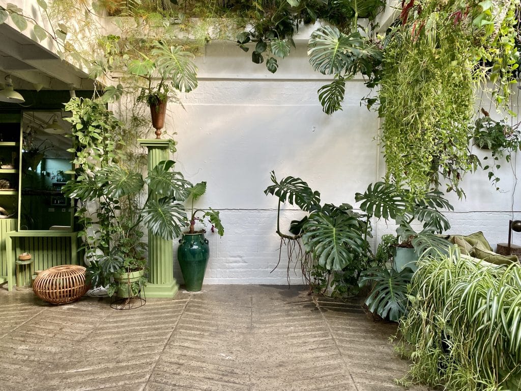 a plant in a garden