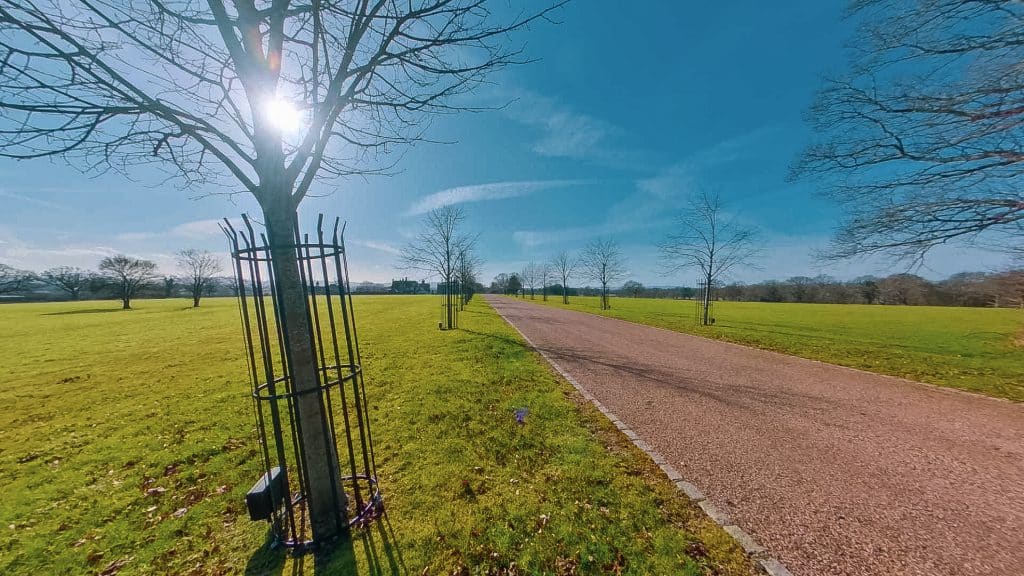 a path with trees on the side of a dirt field
