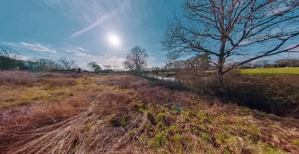 a path with trees on the side of a dirt field