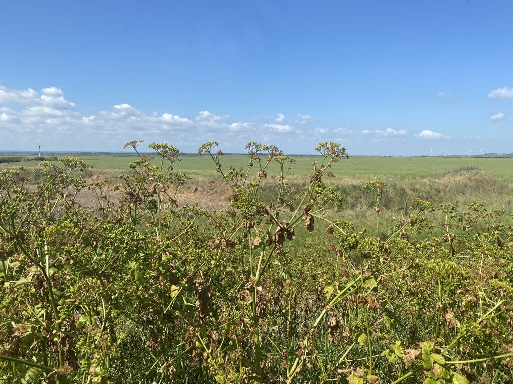 a group of people in a field