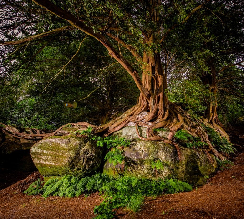 The Rock Walk, Wakehurst.