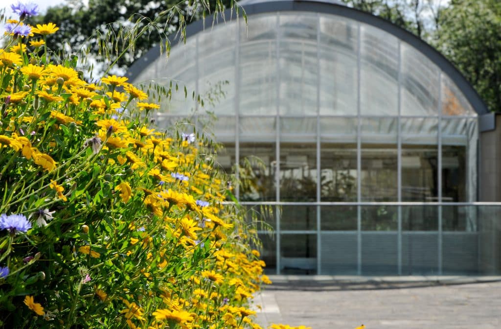 a close up of a flower garden in front of a building