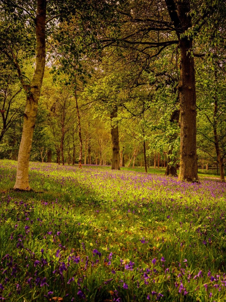 a tree in the middle of a lush green forest
