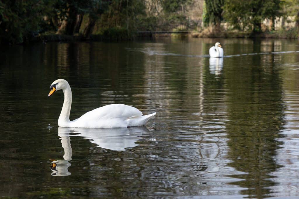 a swan swimming in a body of water