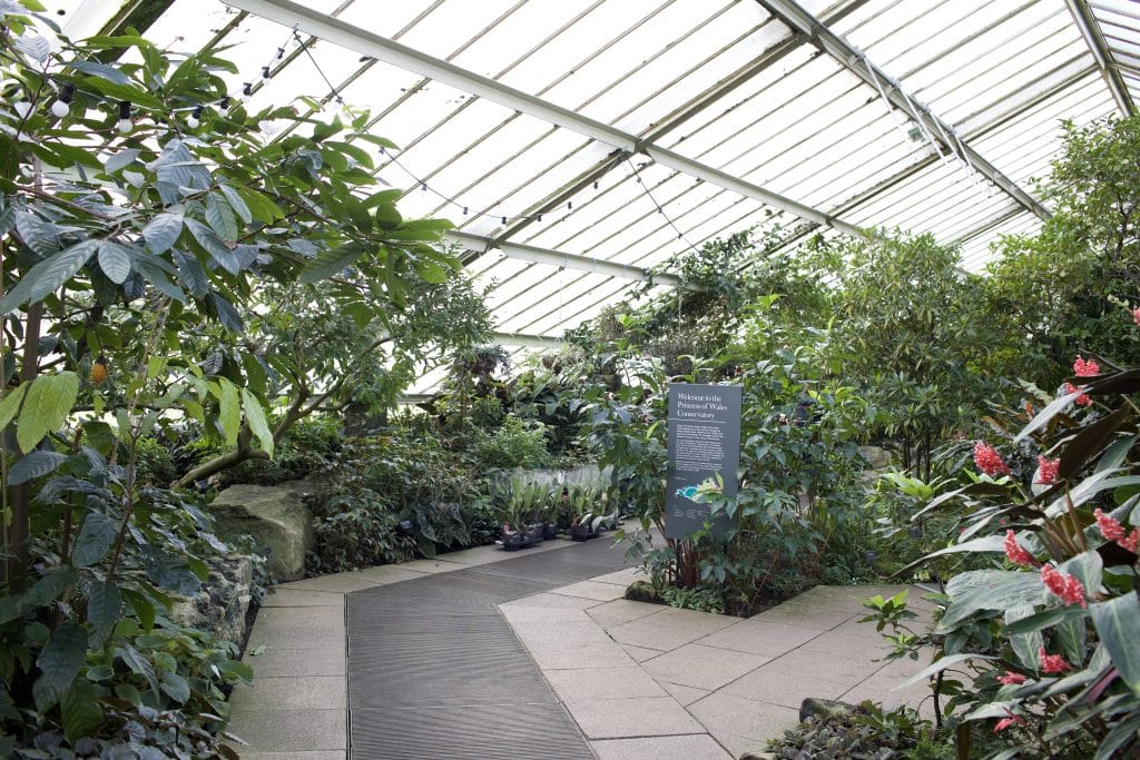 a group of bushes in a garden