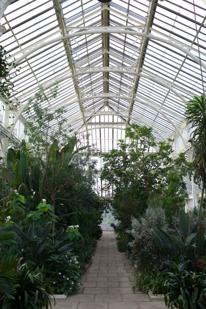 a plant in a garden
