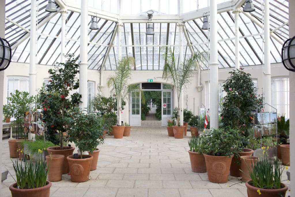 a plant in a garden