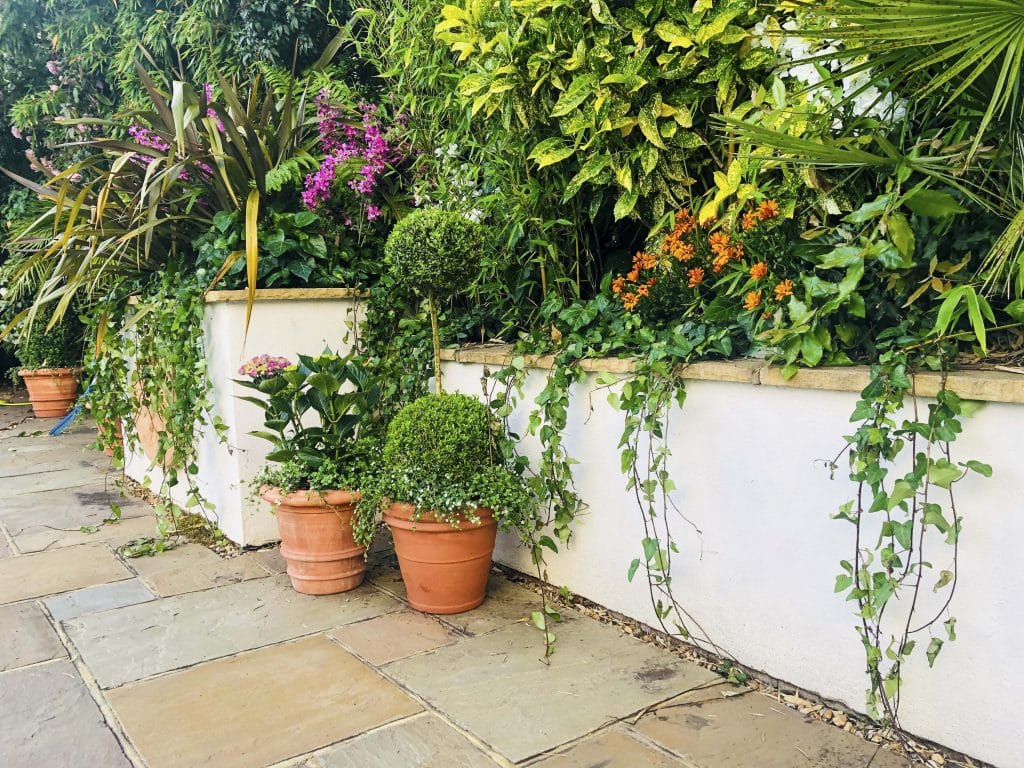 a plant in a garden