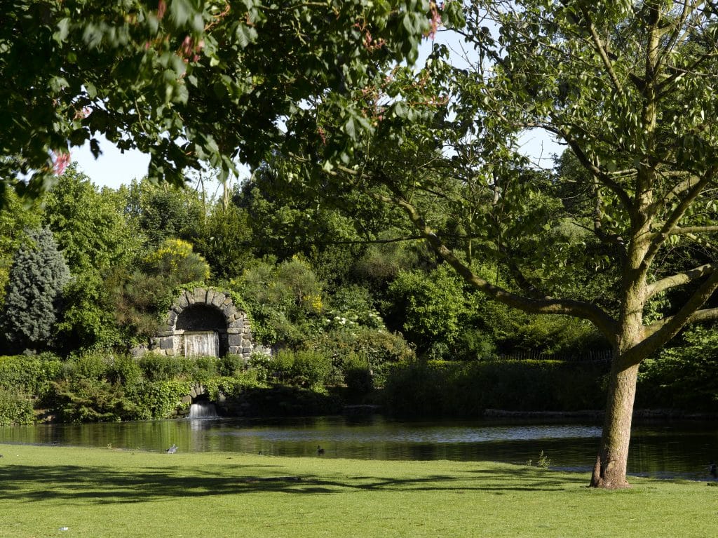 a tree in a pond