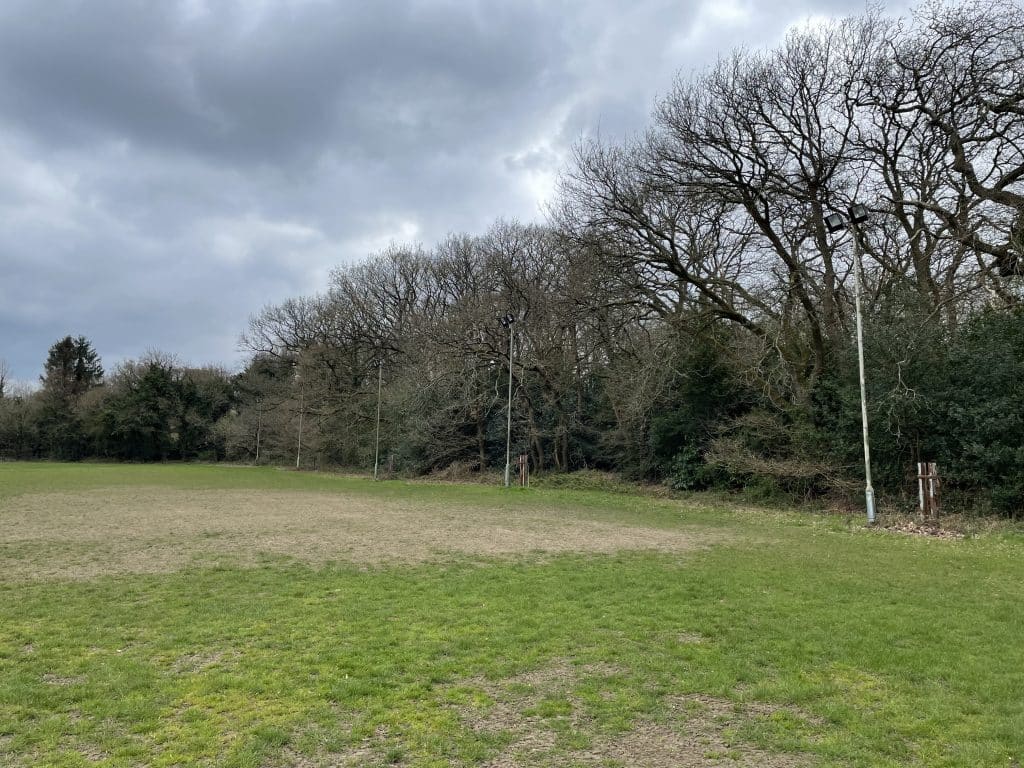 a tree in a grassy field