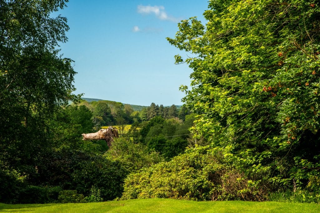 Treetops 61