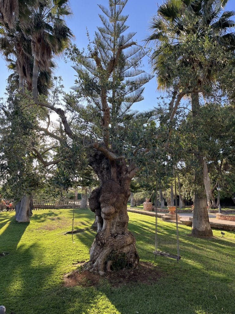 LOCATION 4 mallorca spain 70s palm tree tropical location house IMG_7940