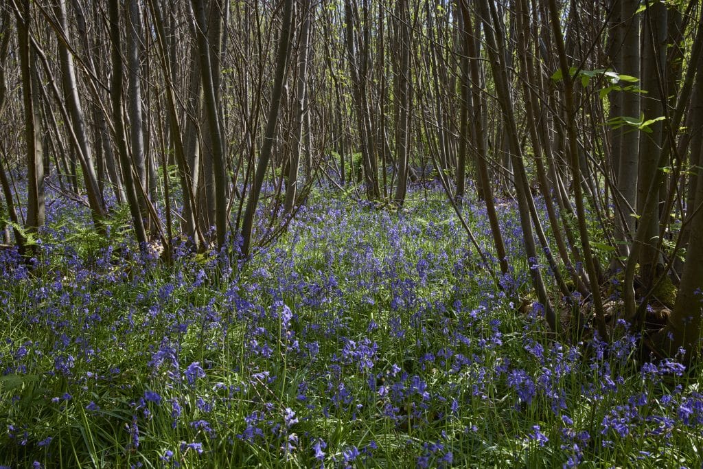 Marice Kendrick, Boughton Monchelsea Place, Maidston