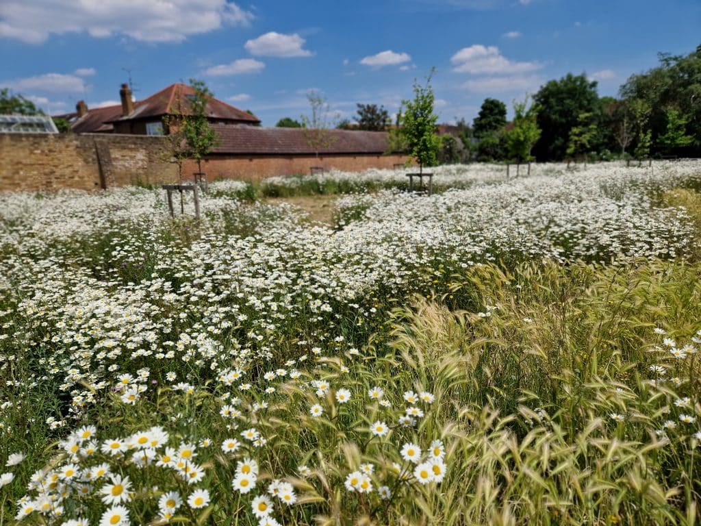 COLLIS PRIMARY SCHOOL teddington school shoot locationWildflower Meadow